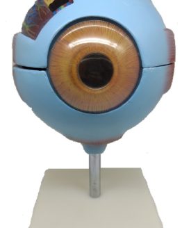 ojoesquematico-productosopticos-equipooptico-distribuidor ojoesquematico-productosopticos-equipooptico-distribuidor