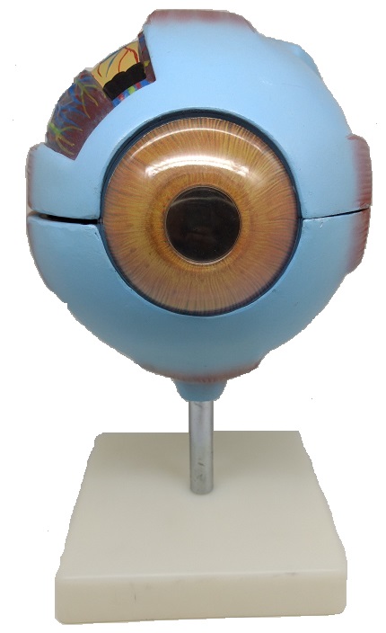 Ojo Esquemático