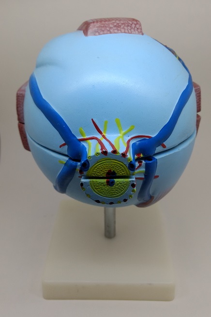 Ojo Esquemático - Imagen 4